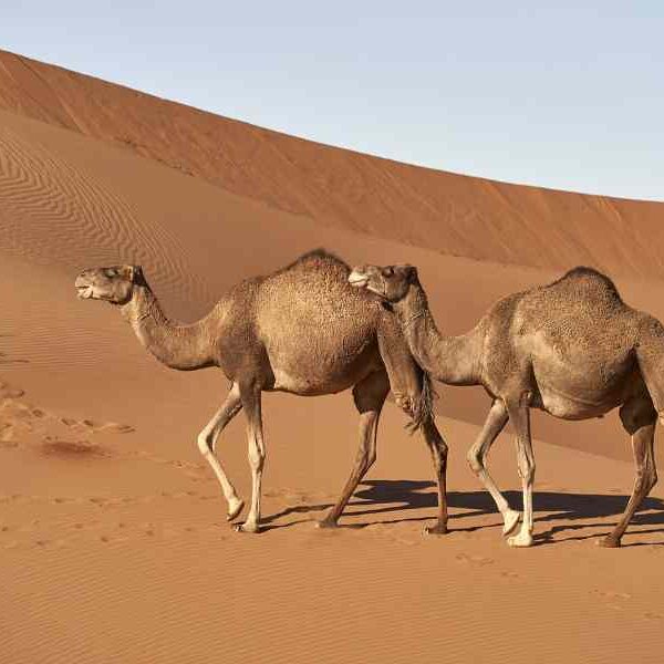 dromedary-4118312_1280 (3)-fotor-2025012565737