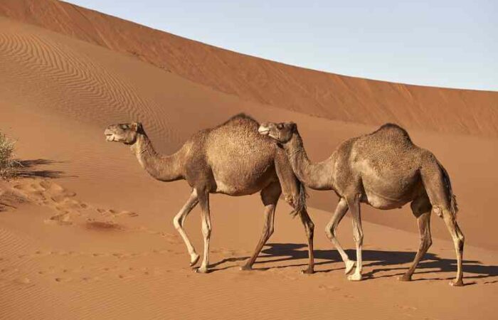 dromedary-4118312_1280 (3)-fotor-2025012565737