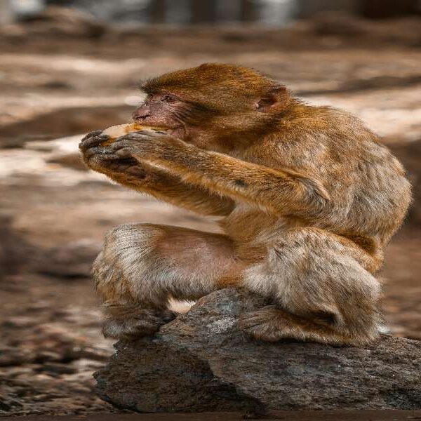 4 days desert tour from Marrakech to Fes