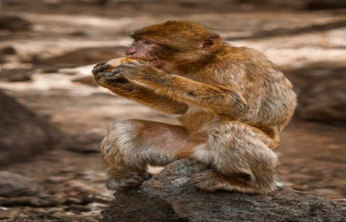 4 days desert tour from Marrakech to Fes