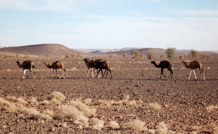 5 days tour from Fes to Marrakech