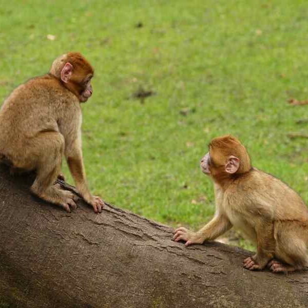 Morocco Sahara Desert trip 3 days