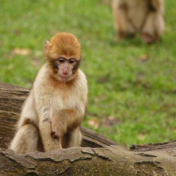 9 Day Morocco itinerary