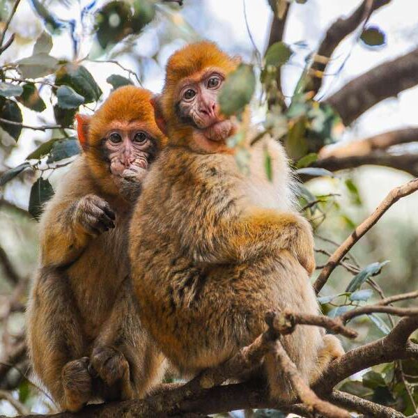 5 days tour from Fes to Marrakech