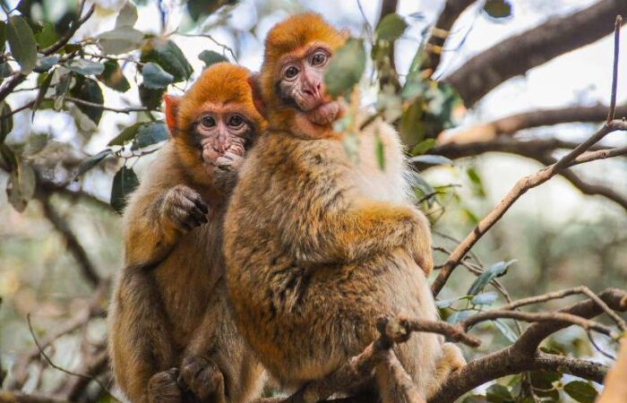 5 days tour from Fes to Marrakech