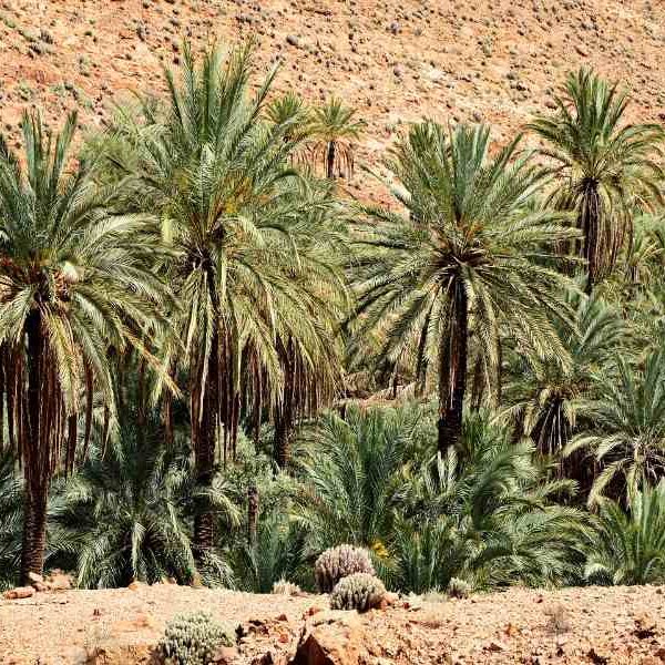 Fes to Marrakech desert tour 2 days