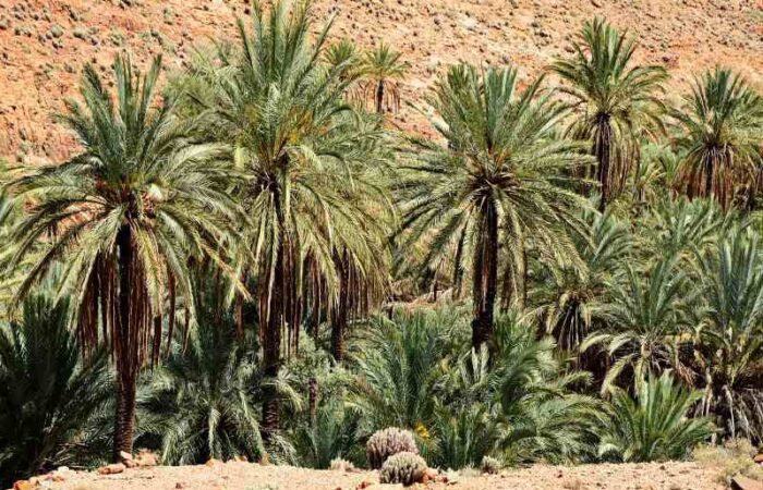 Fes to Marrakech desert tour 2 days