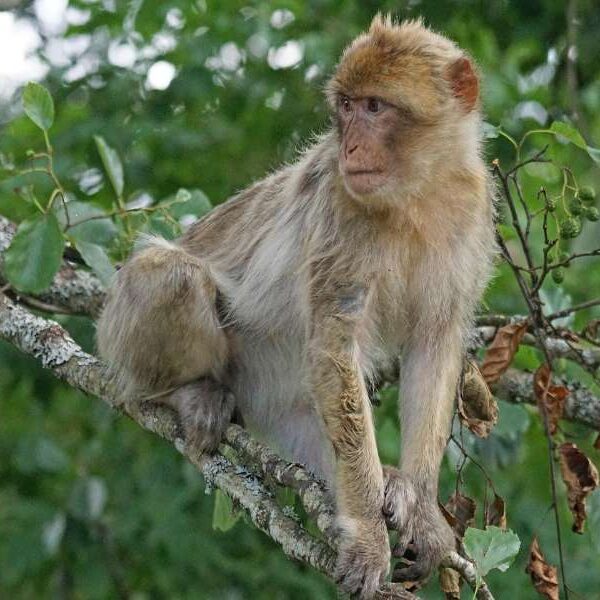 11 days tour from Casablanca