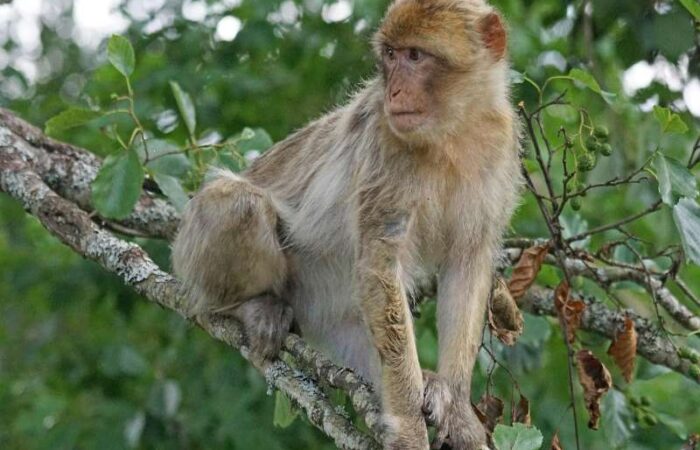 11 days tour from Casablanca