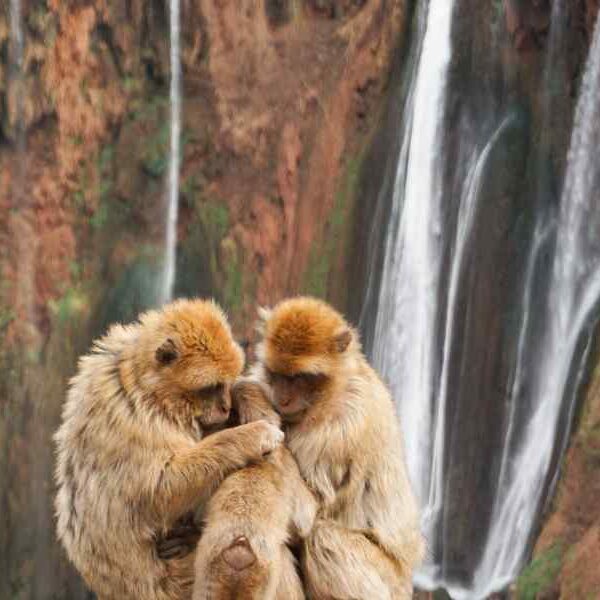 day trip to ouzoud waterfalls from Marrakech