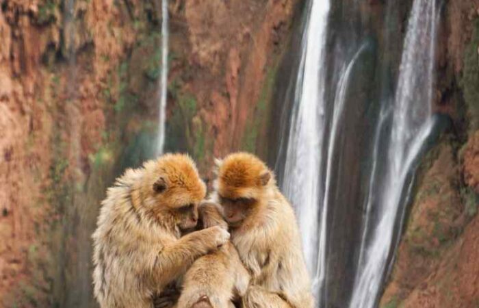 day trip to ouzoud waterfalls from Marrakech