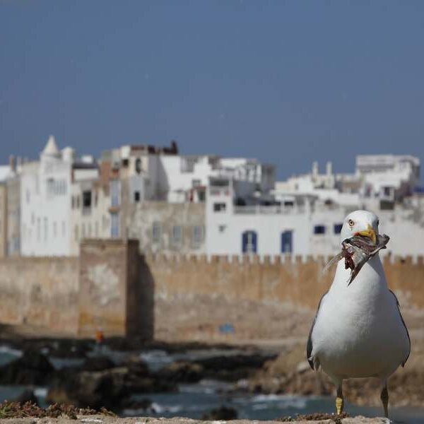 essaouira day trip from marrakech