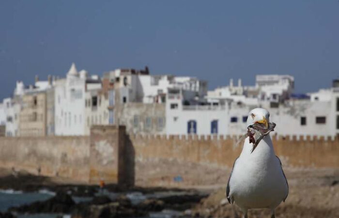 essaouira day trip from marrakech