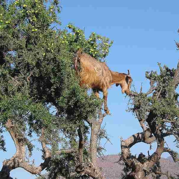 Marrakech to Essaouira tour