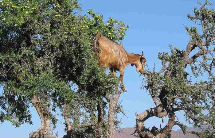 Marrakech to Essaouira tour