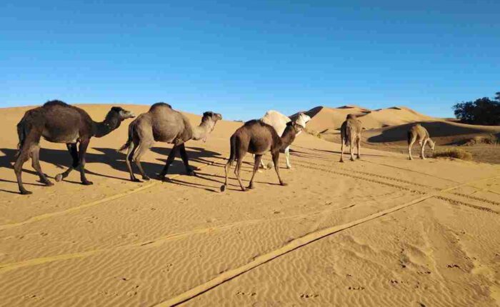 4 days agadir to Sahara desert tour