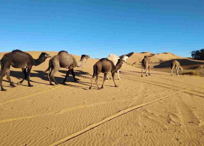4 days agadir to Sahara desert tour