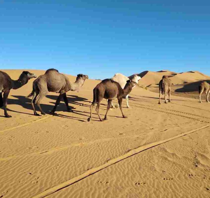 4 days agadir to Sahara desert tour