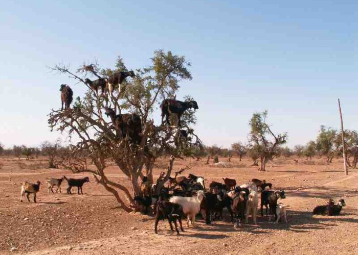 morocco tour company