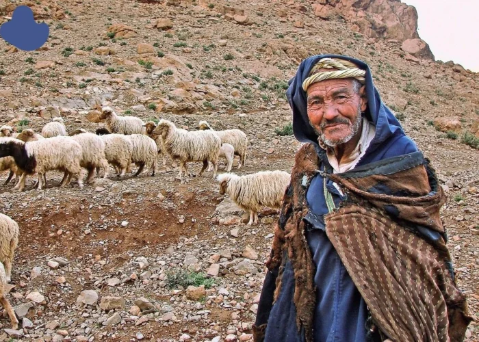 morocco-rural-shepherding-experience Morocco rural shepherding experience with Berber shepherd and sheep