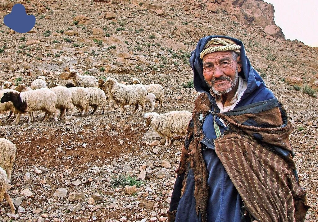 Morocco rural shepherding experience with Berber shepherd and sheep