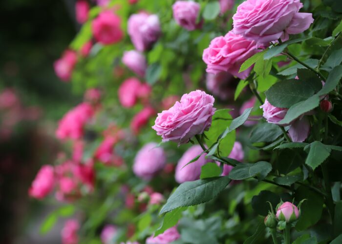 rose fesitval Morocco
